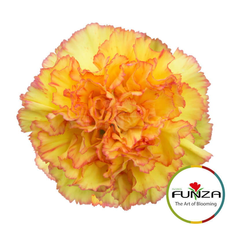 GOŹDZIK POJEDYŃCZY – NOWE ODMIANY W OFERCIE