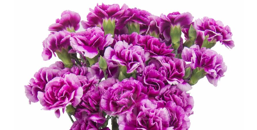 GOŹDZIK GAŁĄZKOWY – NOWE ODMIANY W OFERCIE